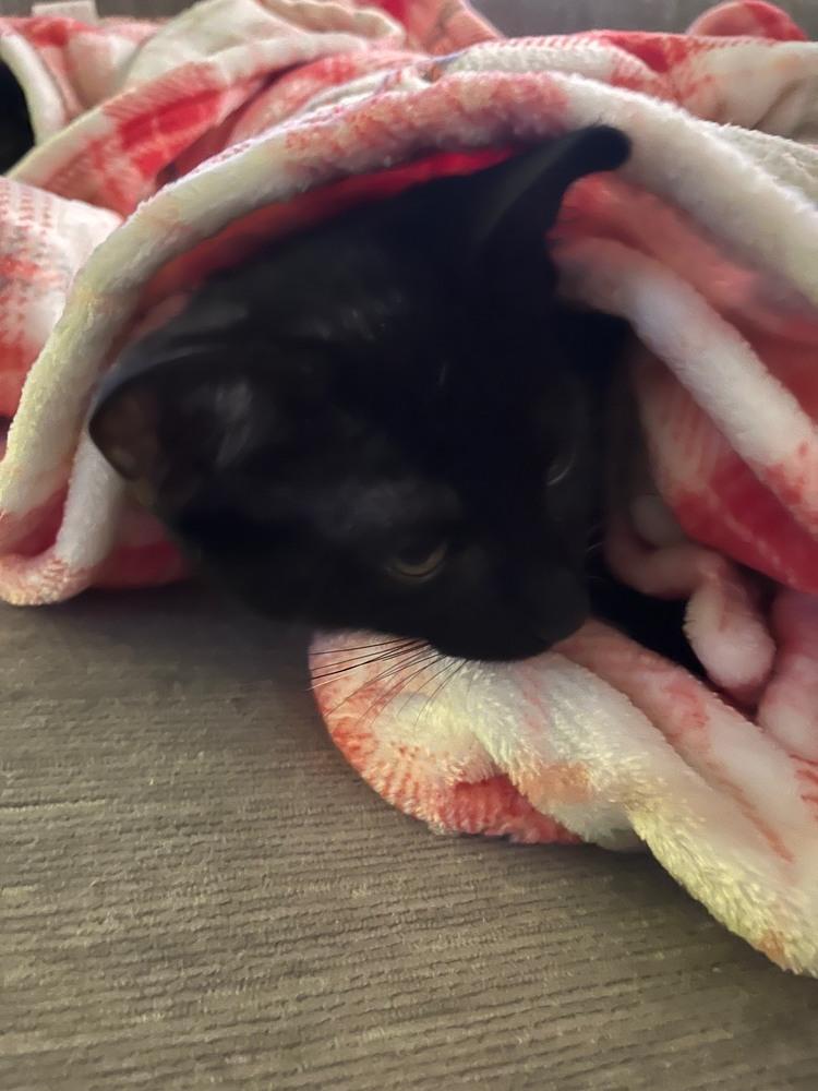 Poblano, a Adoptable mixed breed in Wilmington, NC image 5/6