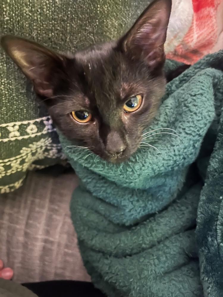 Poblano, a Adoptable mixed breed in Wilmington, NC image 6/6