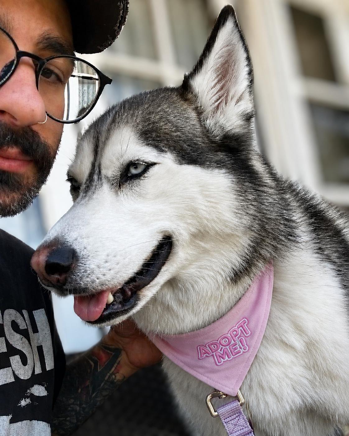 Enlarge Skye, a ADOPTABLE Husky in Valley Village, CA image 5/6