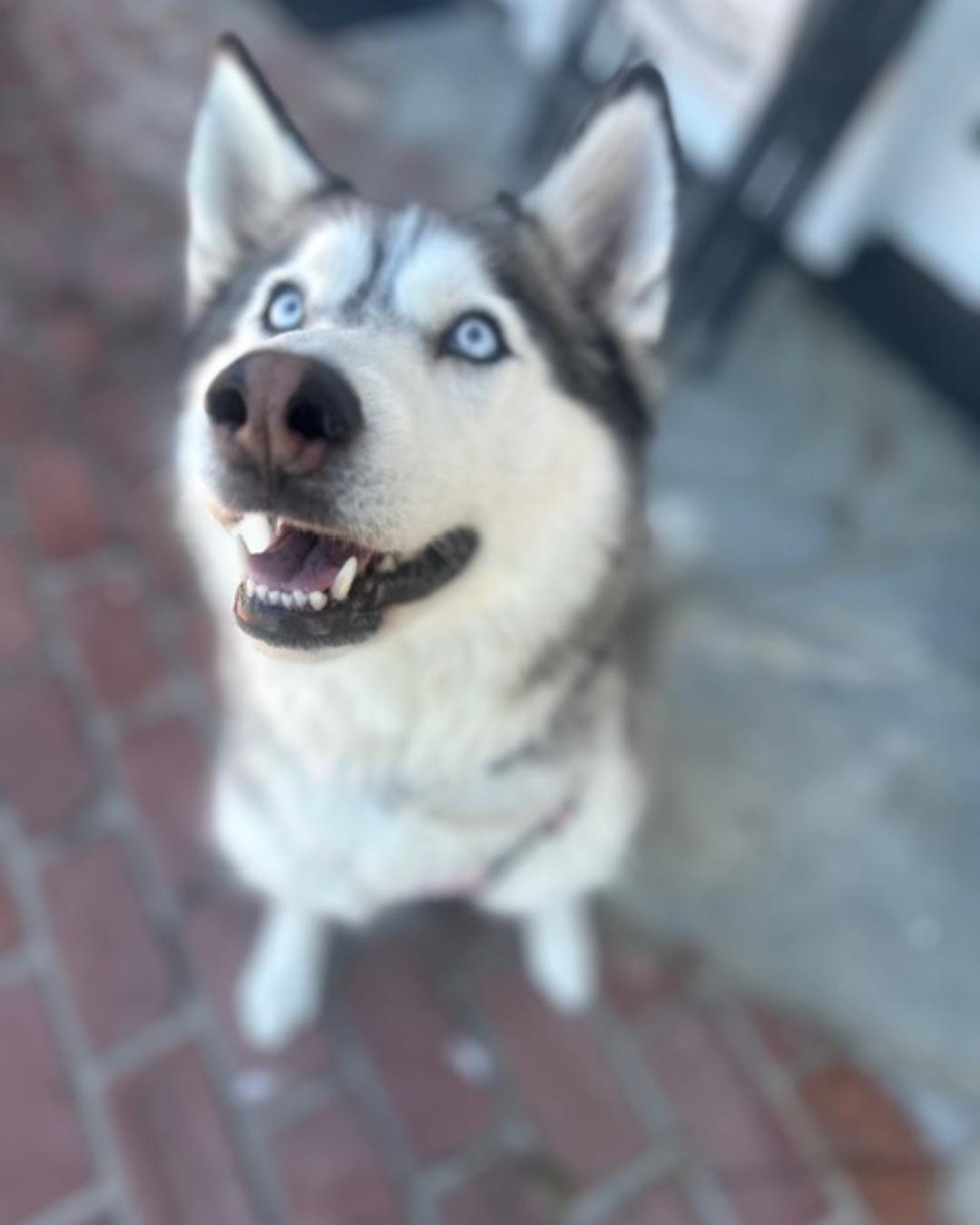 Enlarge Skye, a ADOPTABLE Husky in Valley Village, CA image 4/6
