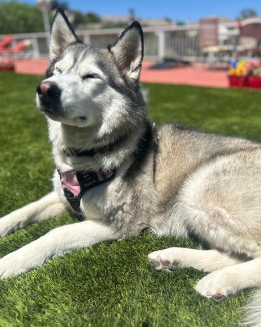 Skye, ADOPTABLE, Adult Female Husky.