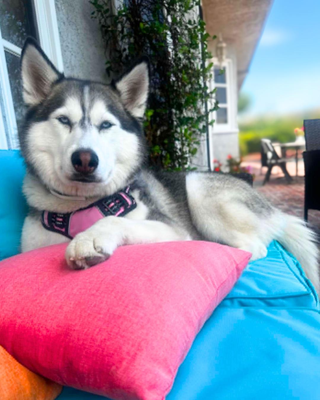 Enlarge Skye, a ADOPTABLE Husky in Valley Village, CA image 6/6