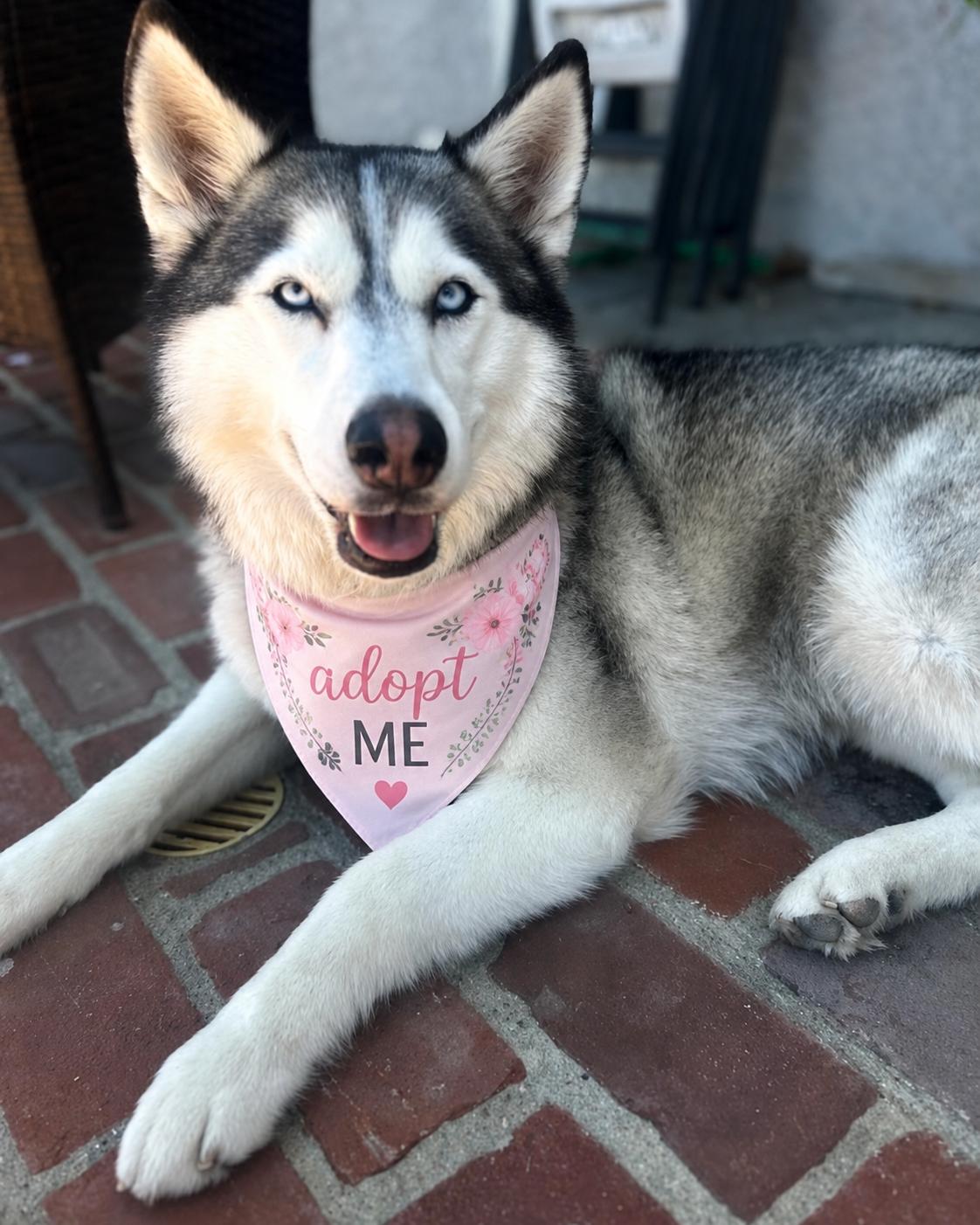 Enlarge Skye, a ADOPTABLE Husky in Valley Village, CA image 2/6