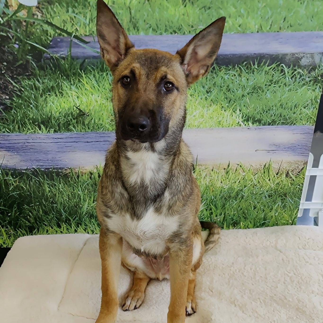 Bingo, Baby Male Belgian Shepherd / Malinois