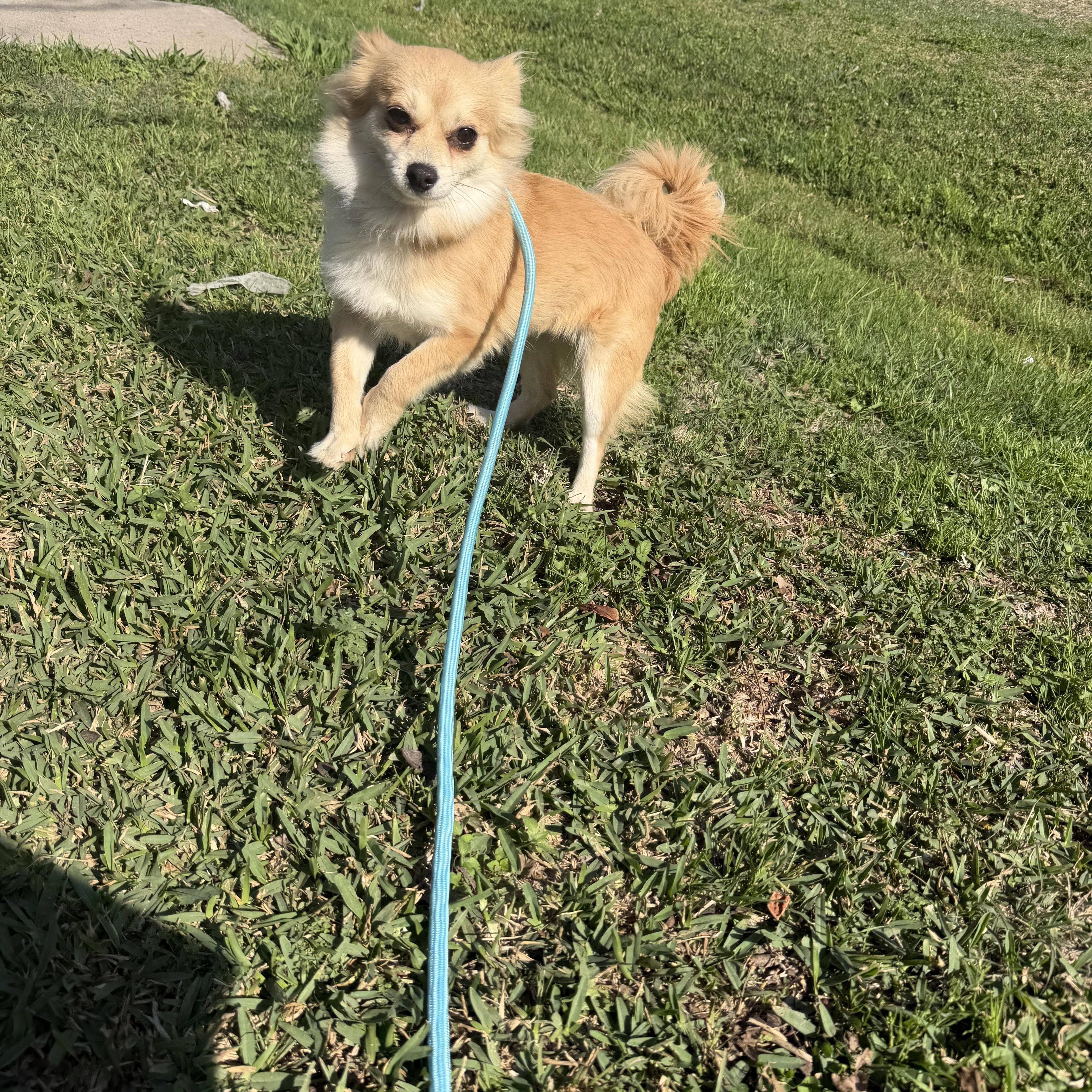 Kylie, a ADOPTABLE mixed breed in Westerly, RI image 3/3