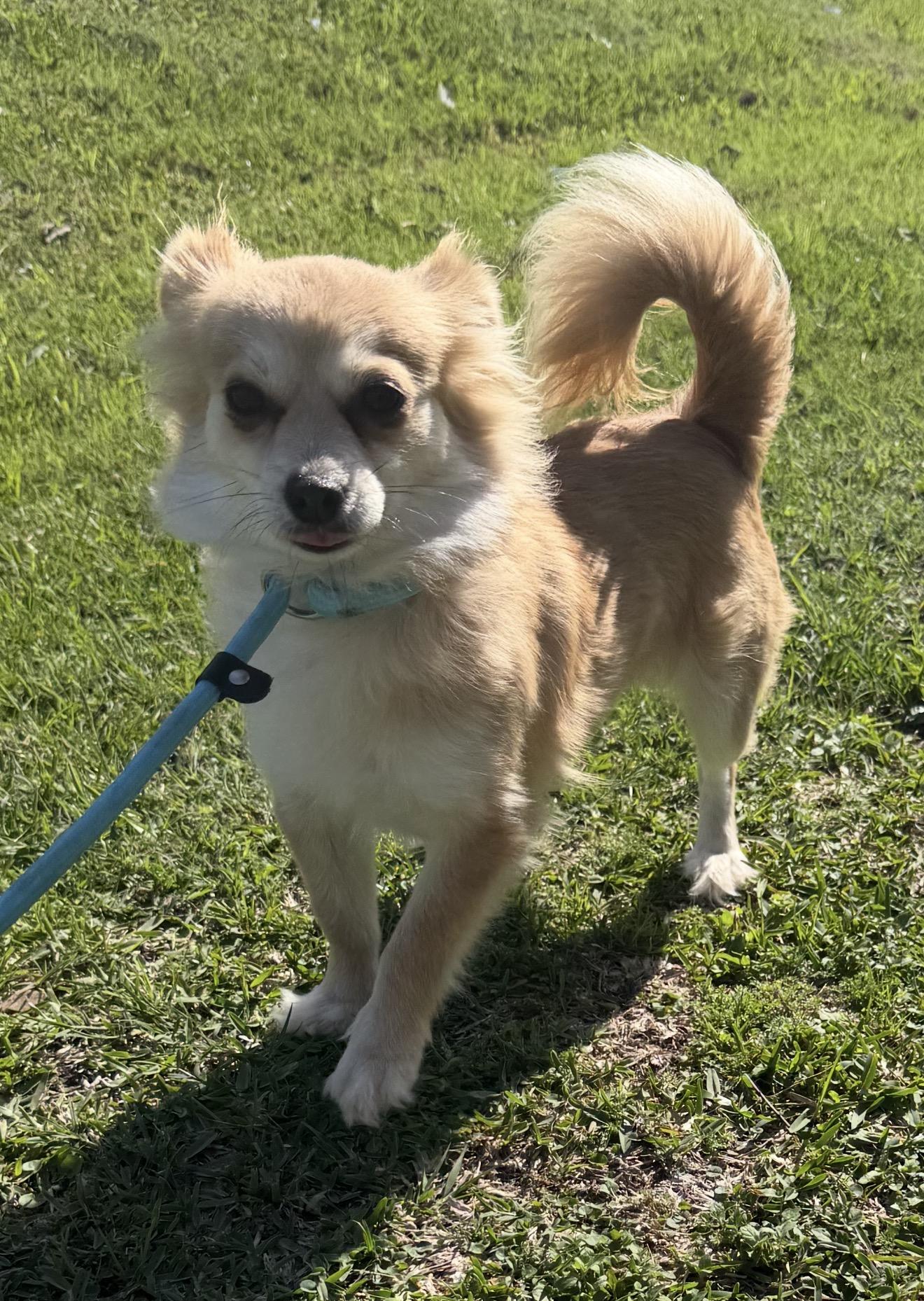 Kylie, a ADOPTABLE mixed breed in Westerly, RI image 2/3