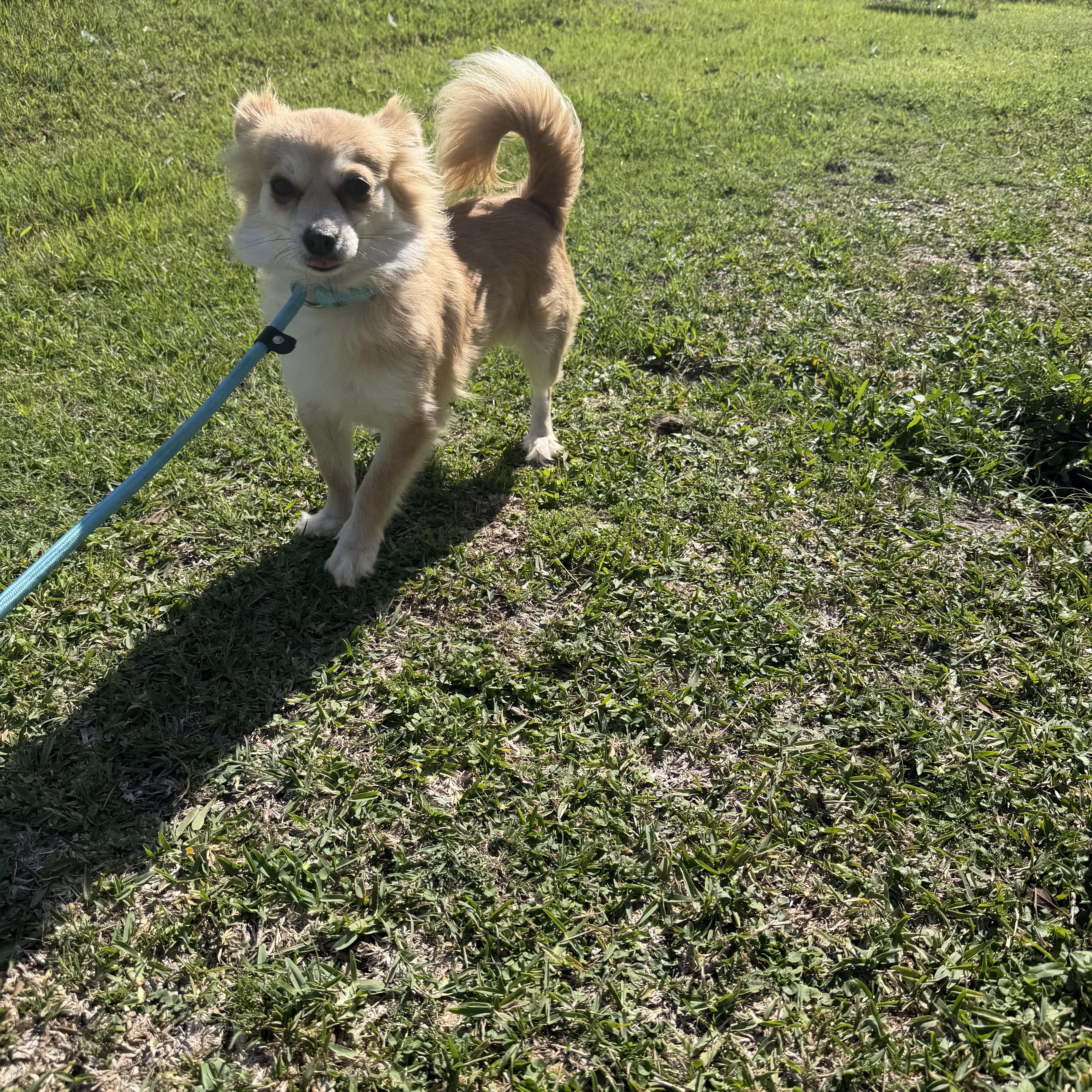 Kylie, a ADOPTABLE mixed breed in Westerly, RI image 1/3