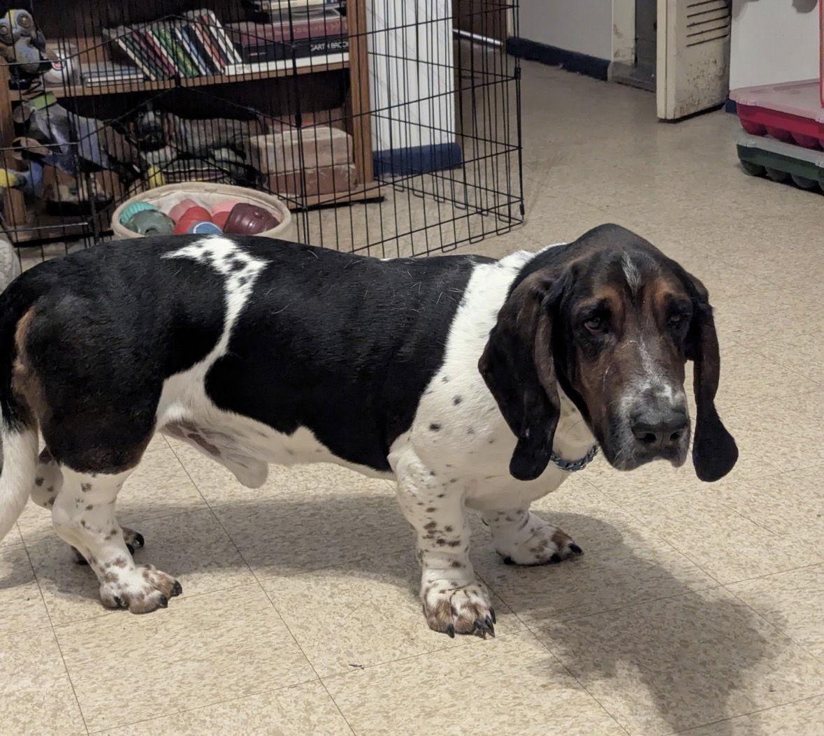 Enlarge Charlie, a Adopted Basset Hound in Brookville, OH image 1/3