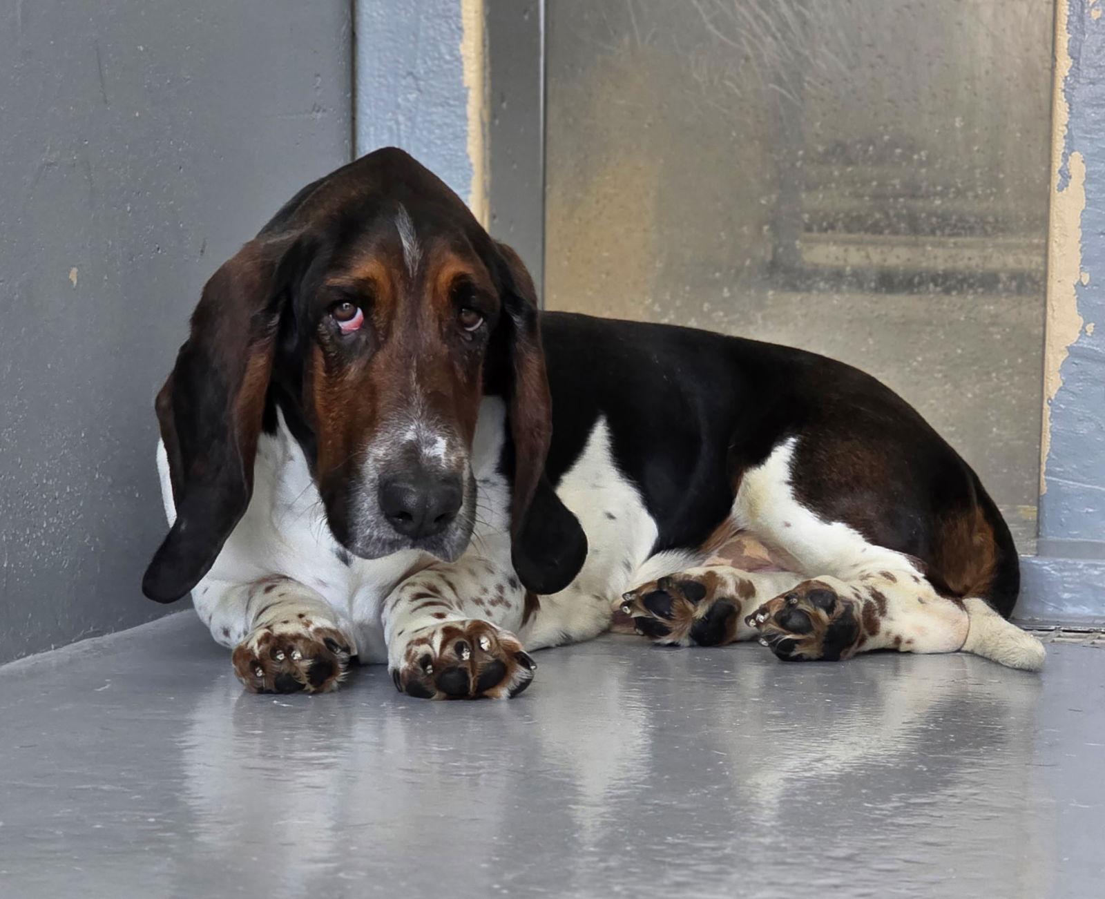 Enlarge Charlie, a Adopted Basset Hound in Brookville, OH image 2/3