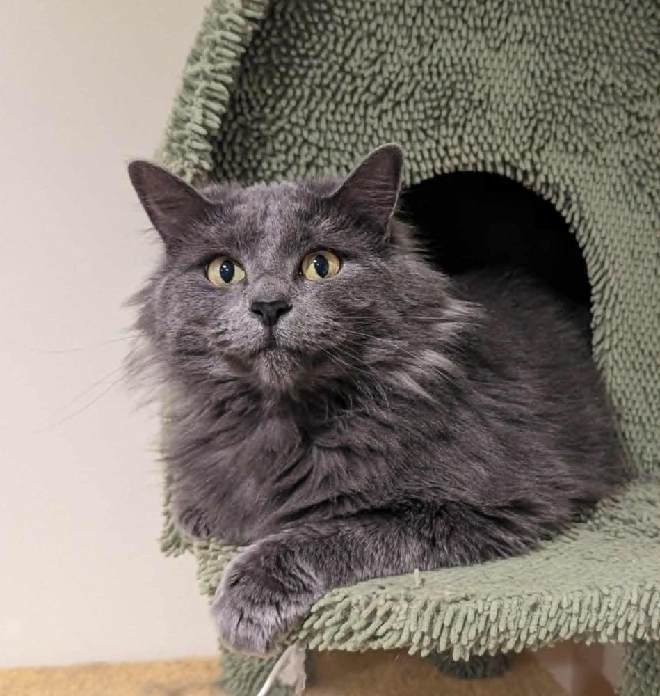 Enlarge Aaliyah, a Adoptable Domestic Long Hair in New Baltimore, MI image 1/1