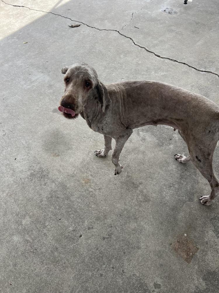CD : Avery, a Adoptable Labradoodle in Aurora, IN image 2/2