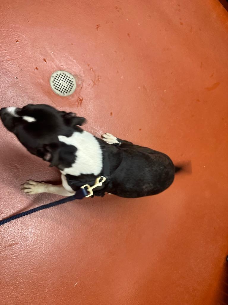 Enlarge Onyx, a Adoptable mixed breed in Douglasville, GA image 1/6