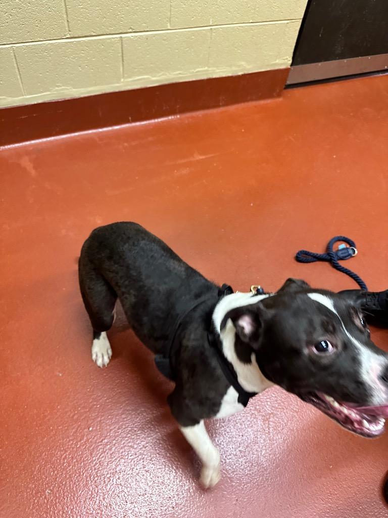 Enlarge Onyx, a Adoptable mixed breed in Douglasville, GA image 2/6