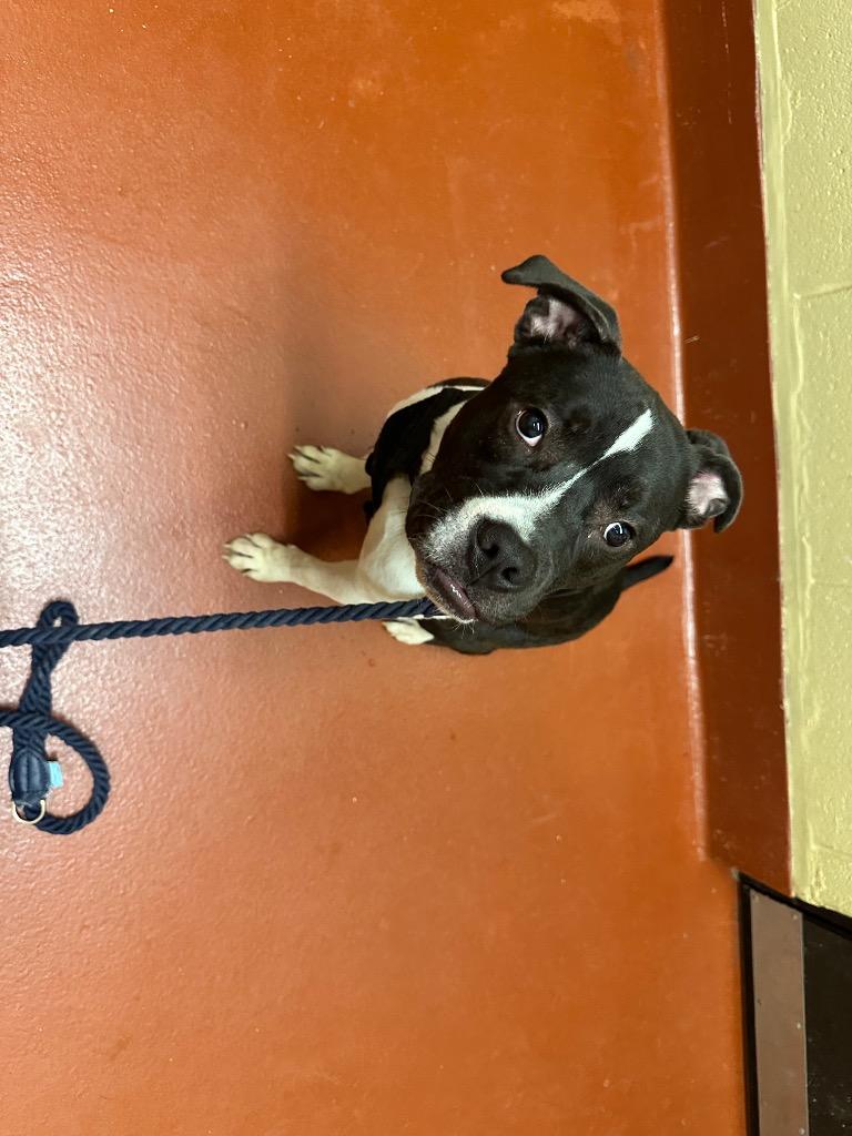 Enlarge Onyx, a Adoptable mixed breed in Douglasville, GA image 3/6