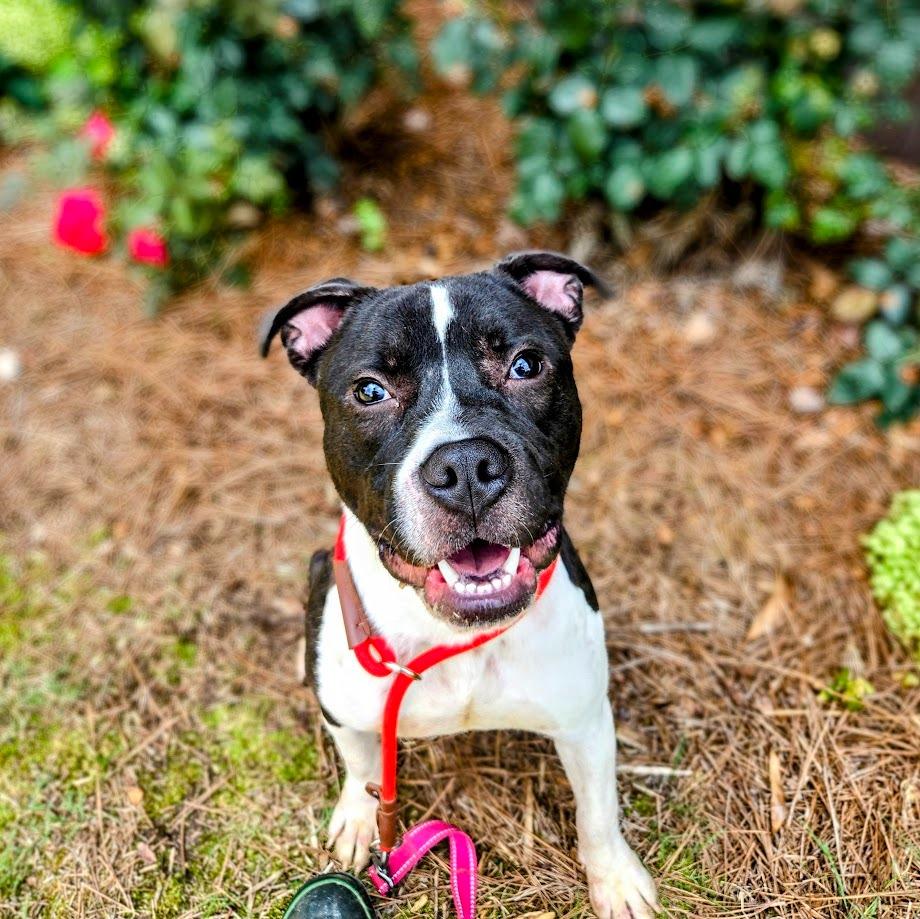 Enlarge Onyx, a Adoptable mixed breed in Douglasville, GA image 4/6