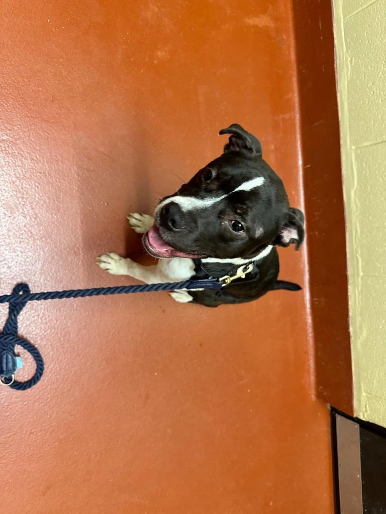 Enlarge Onyx, a Adoptable mixed breed in Douglasville, GA image 5/6