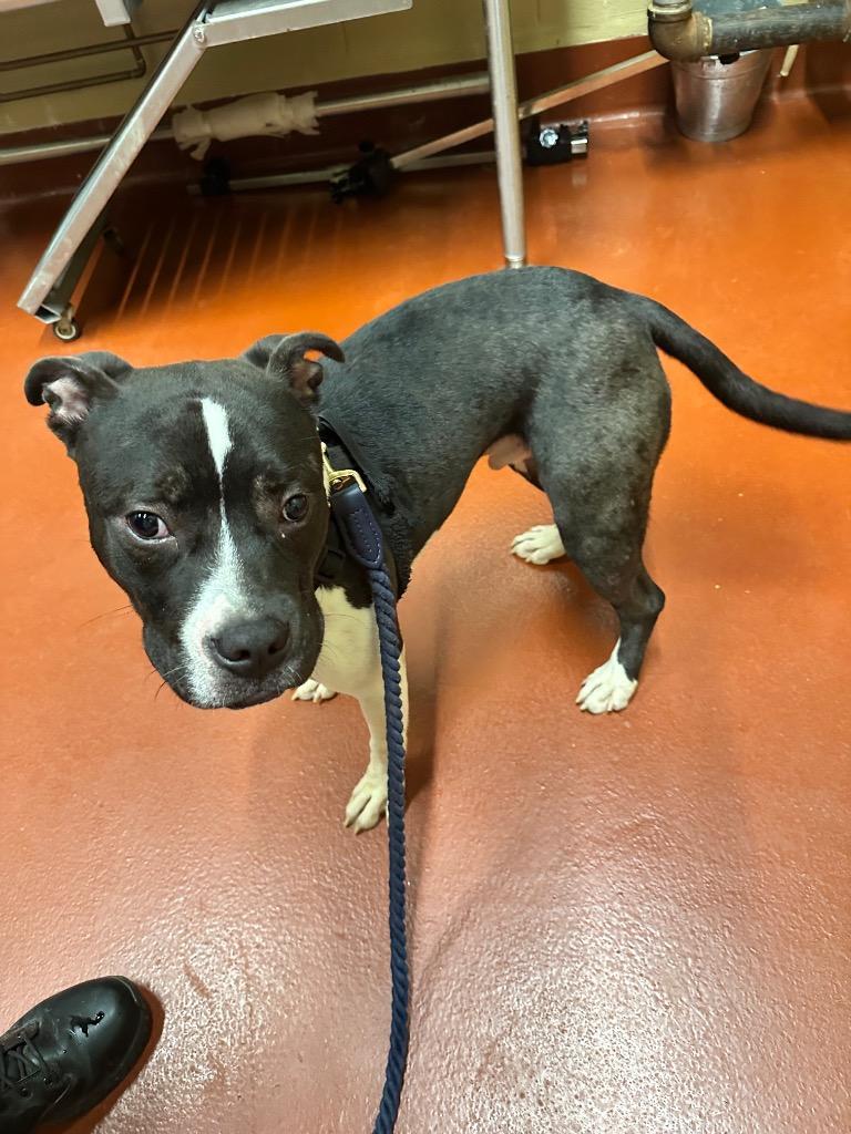 Enlarge Onyx, a Adoptable mixed breed in Douglasville, GA image 6/6