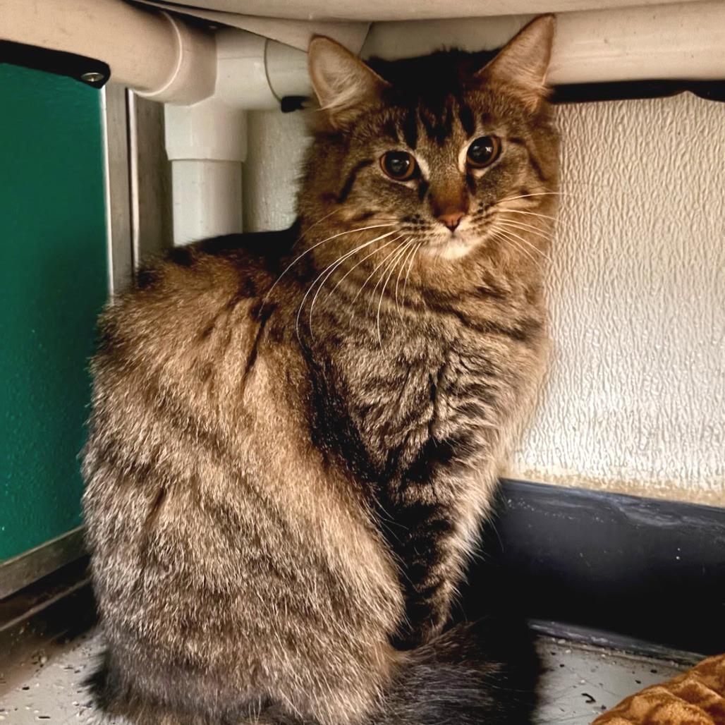 Enlarge Raina, a Adoptable Domestic Long Hair in Belleville, IL image 1/4