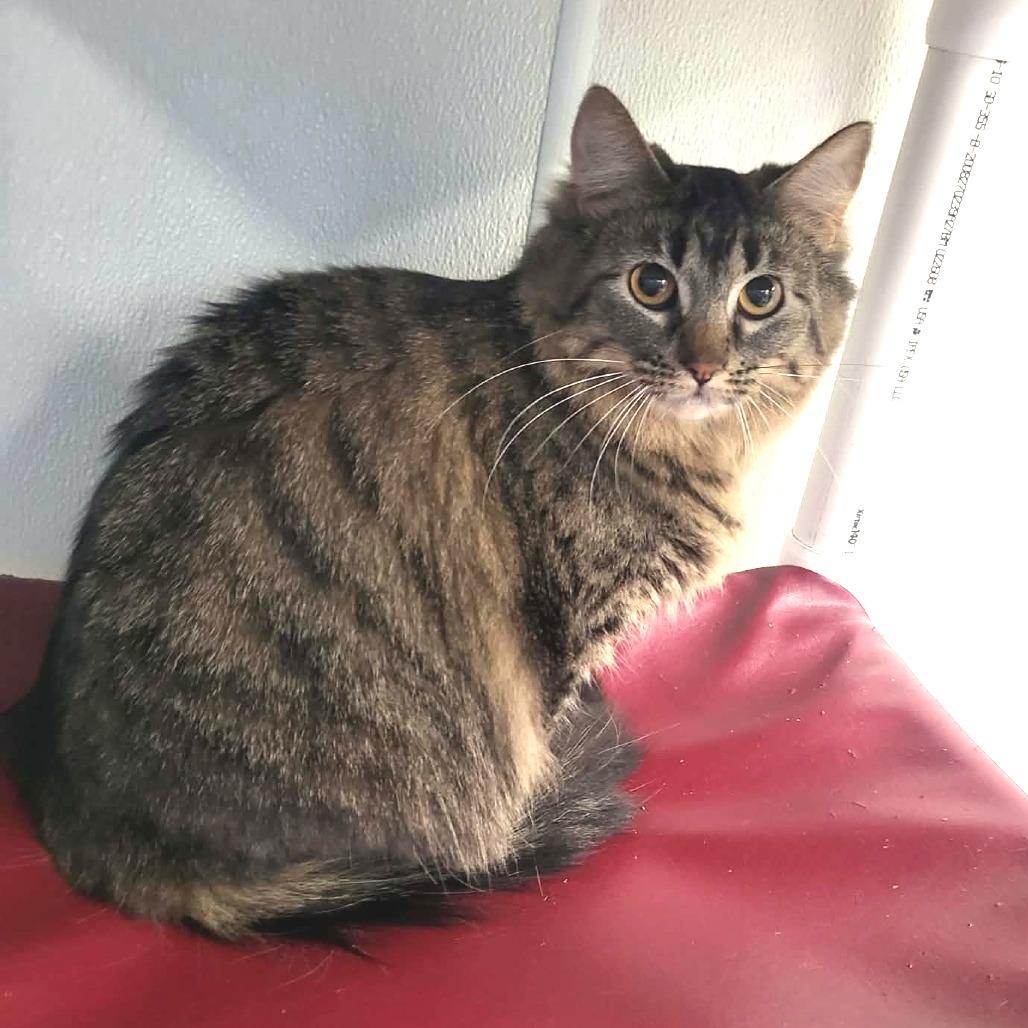 Enlarge Raina, a Adoptable Domestic Long Hair in Belleville, IL image 2/4