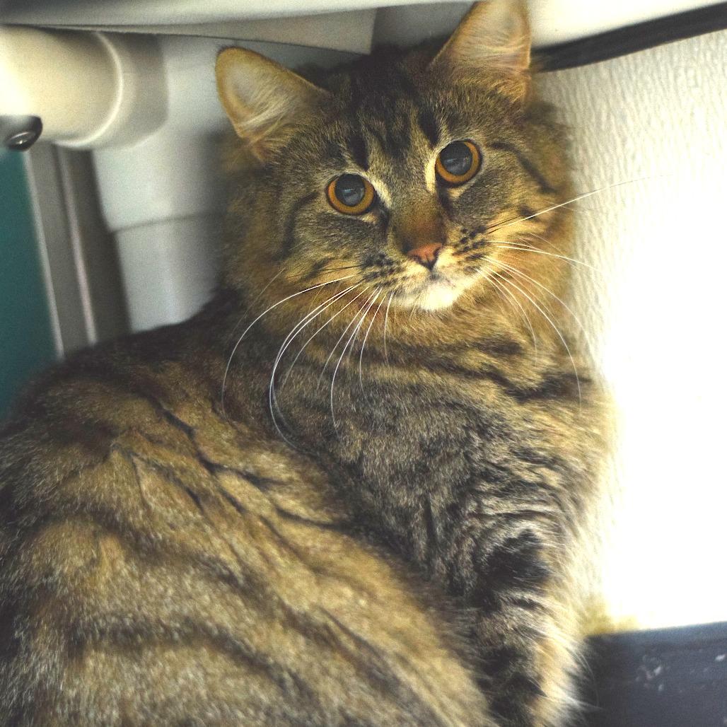 Enlarge Raina, a Adoptable Domestic Long Hair in Belleville, IL image 3/4