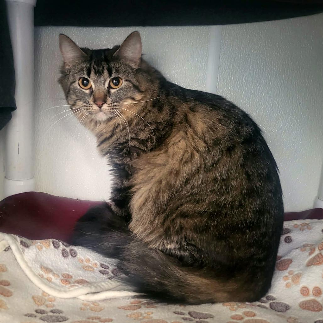 Enlarge Raina, a Adoptable Domestic Long Hair in Belleville, IL image 4/4