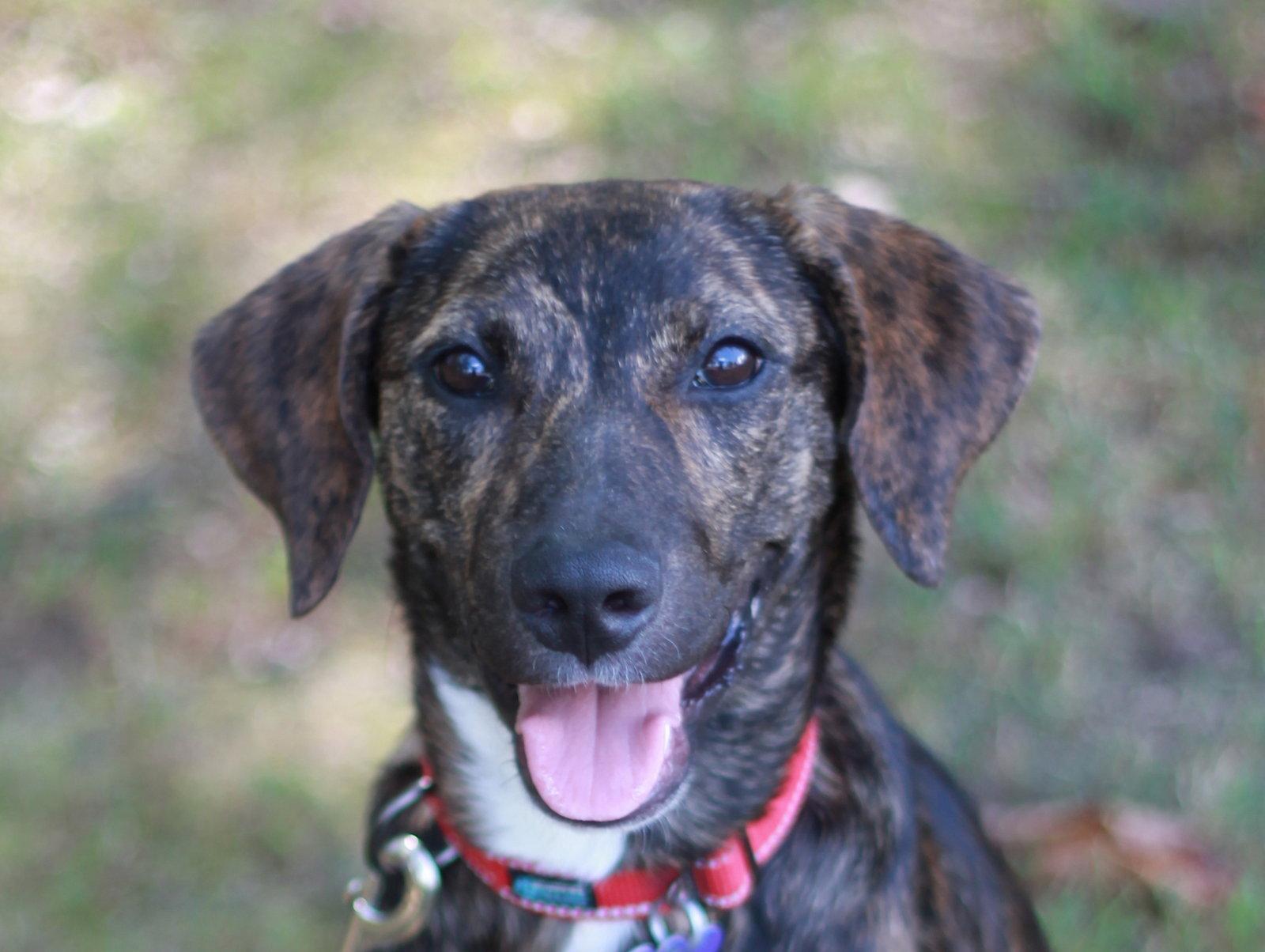 Noel - MEET ME @ PETCO 10/3!, Adoptable, Young Female Mountain Cur.