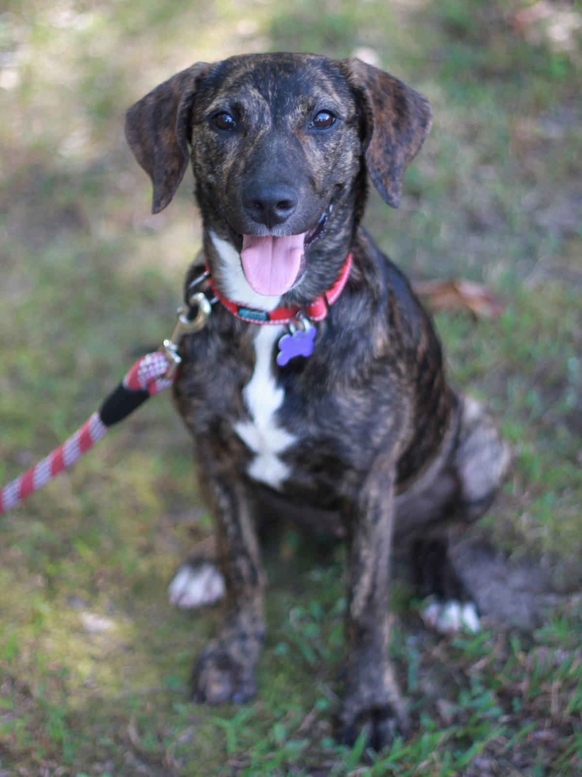 Enlarge Noel - MEET ME @ PETCO 10/3!, a Adoptable Mountain Cur in Cookeville, TN image 2/3