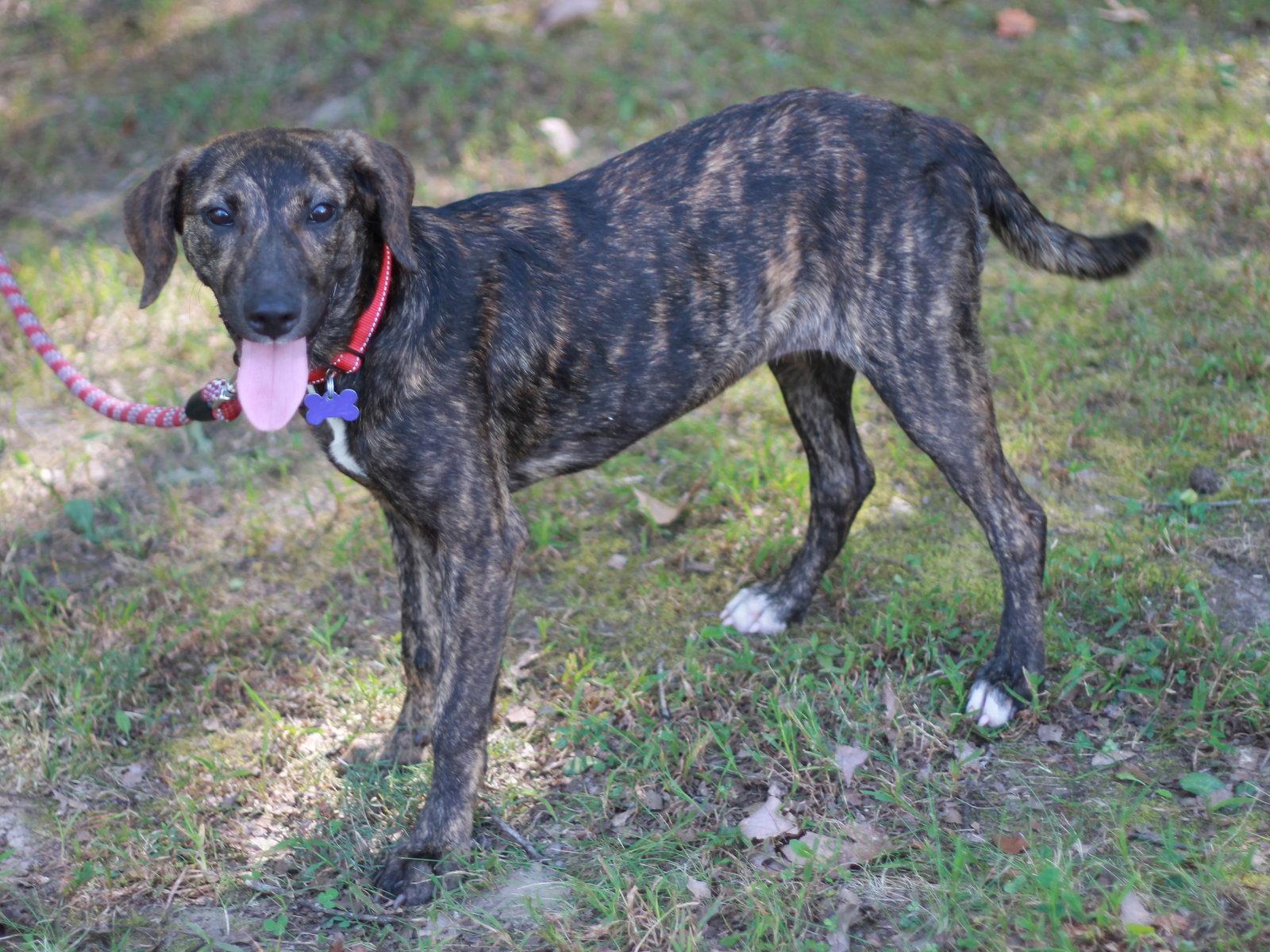 Enlarge Noel - MEET ME @ PETCO 10/3!, a Adoptable Mountain Cur in Cookeville, TN image 3/3