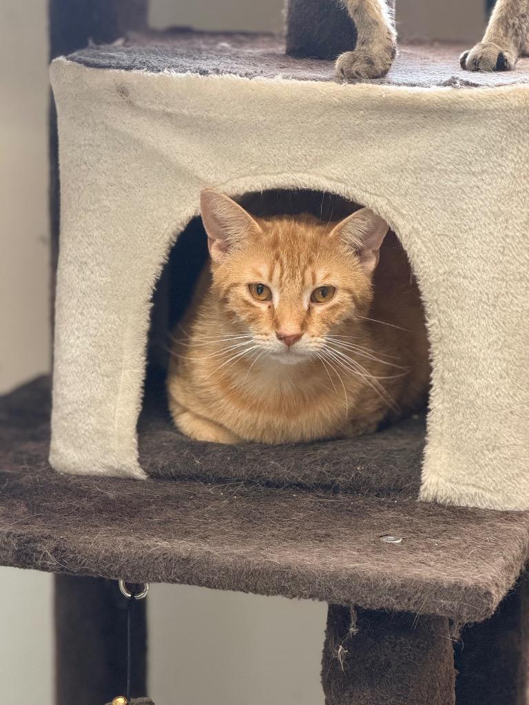 Orion, Adoptable, Young Male Domestic Short Hair.