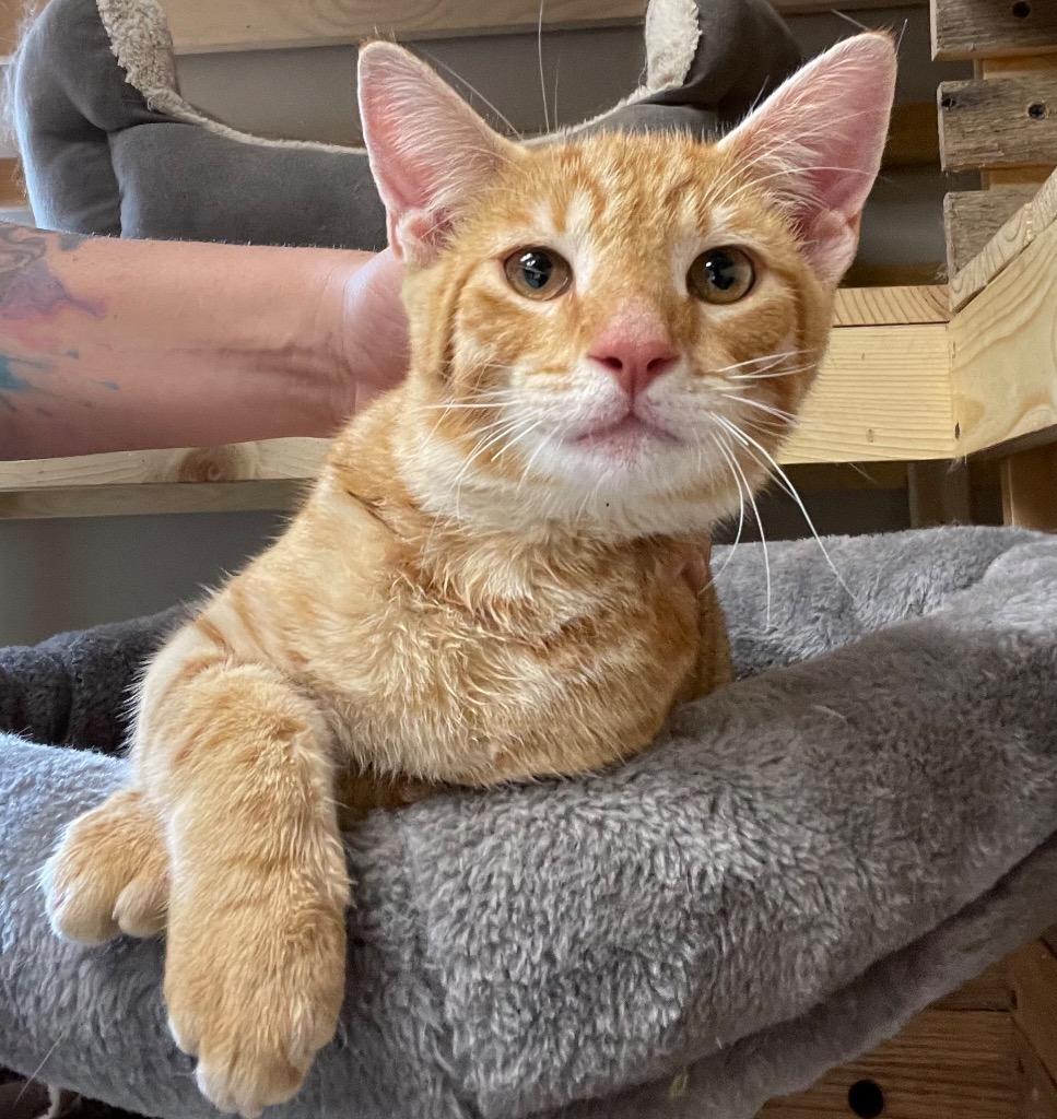 Orion, Adoptable, Young Male Domestic Short Hair.