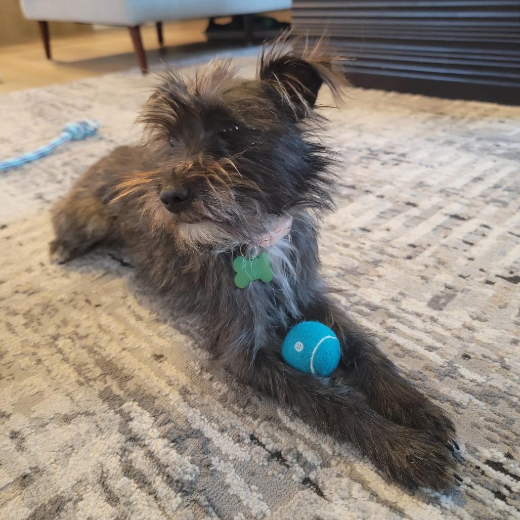 Enlarge WINNIE, a Adoptable mixed breed in Pleasanton, CA image 1/6