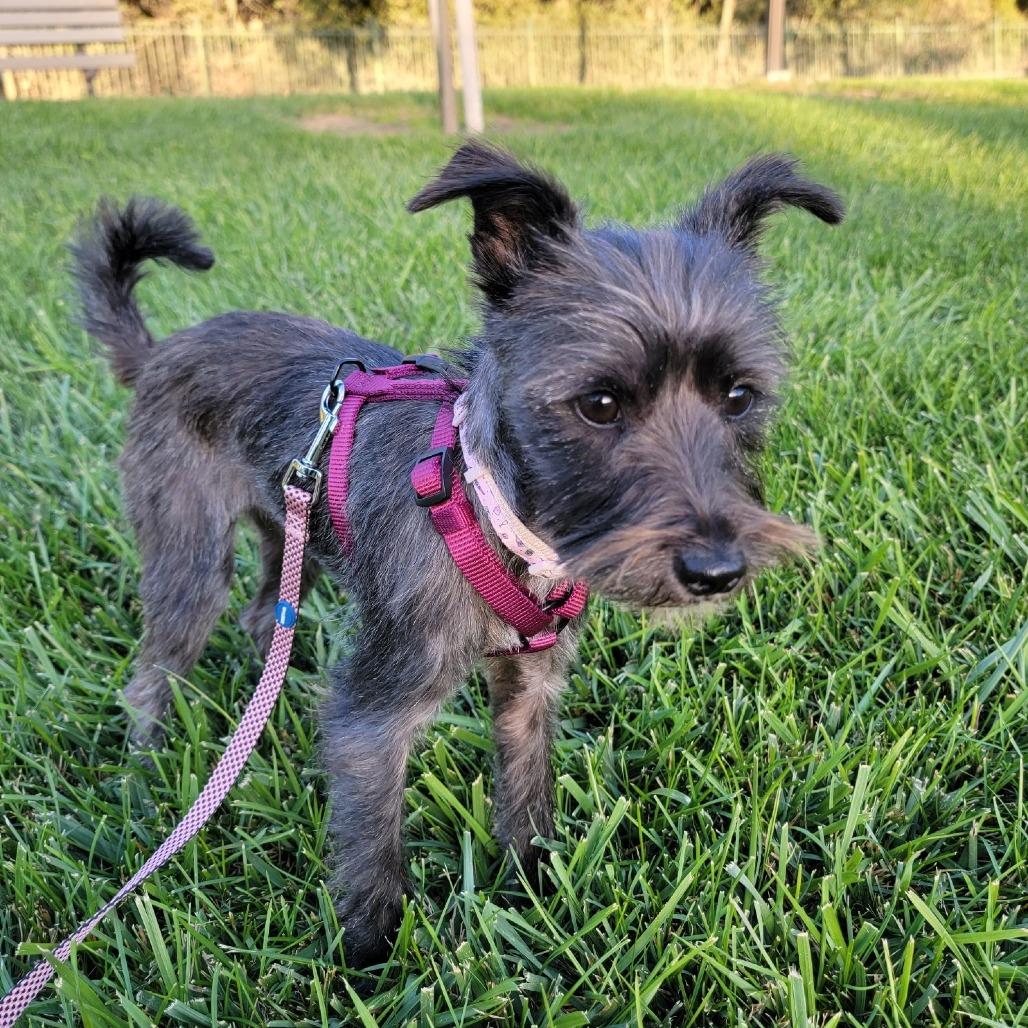 Enlarge WINNIE, a Adoptable mixed breed in Pleasanton, CA image 2/6