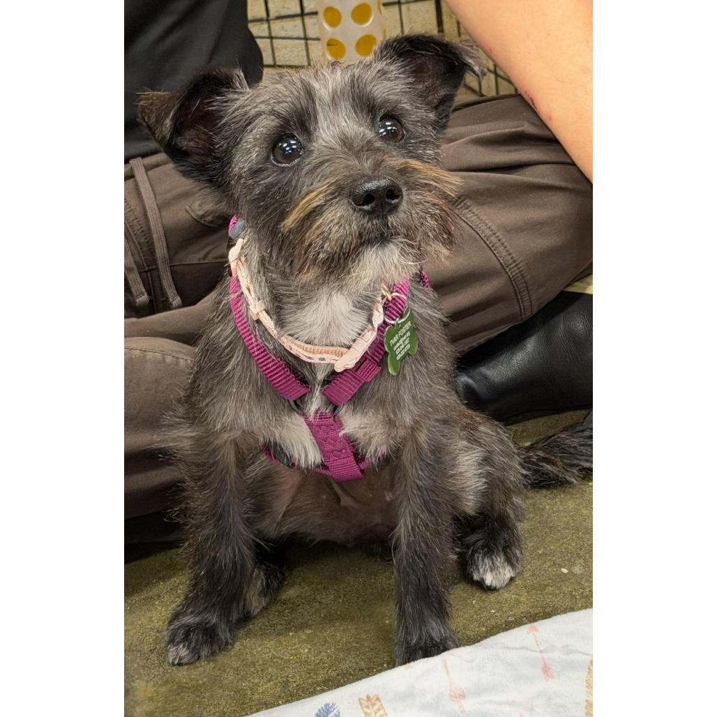 Enlarge WINNIE, a Adoptable mixed breed in Pleasanton, CA image 3/6