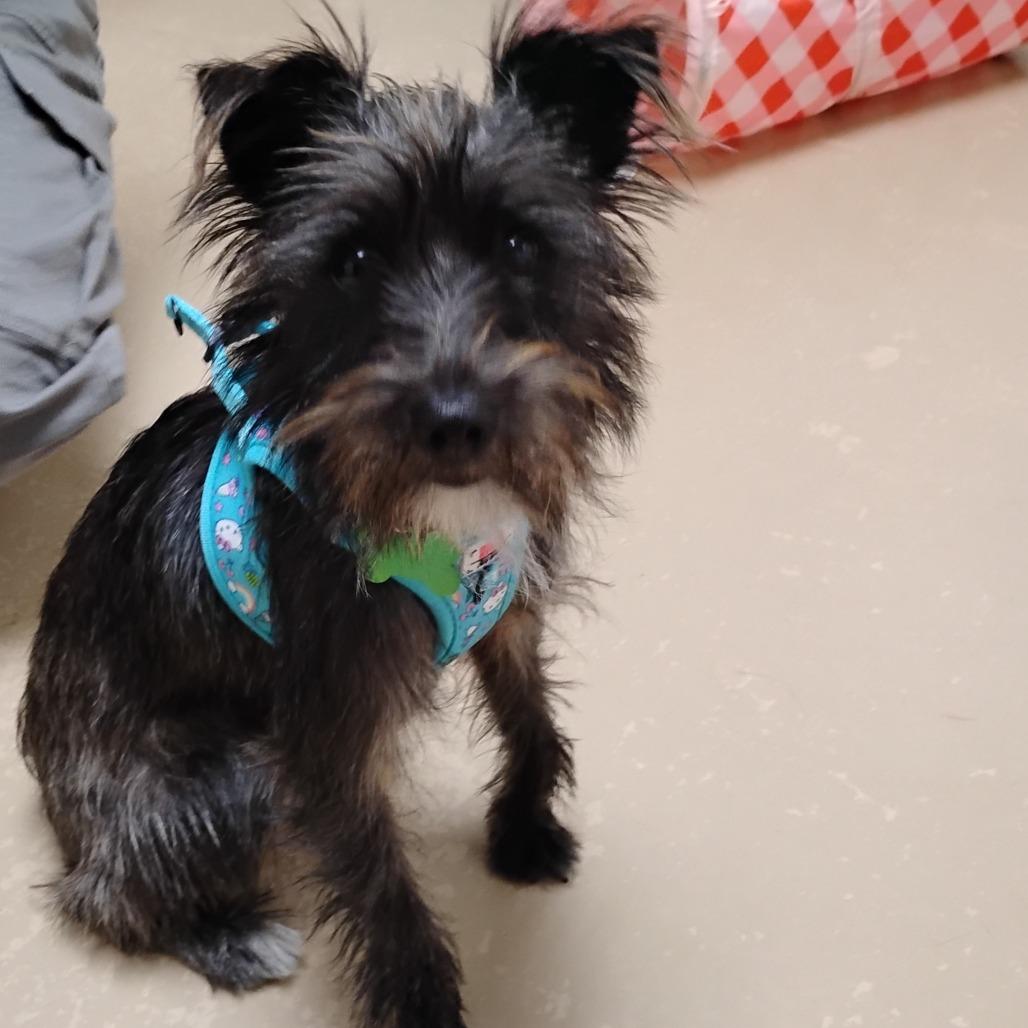 Enlarge WINNIE, a Adoptable mixed breed in Pleasanton, CA image 4/6