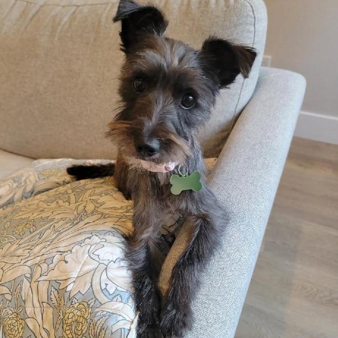 Enlarge WINNIE, a Adoptable mixed breed in Pleasanton, CA image 5/6