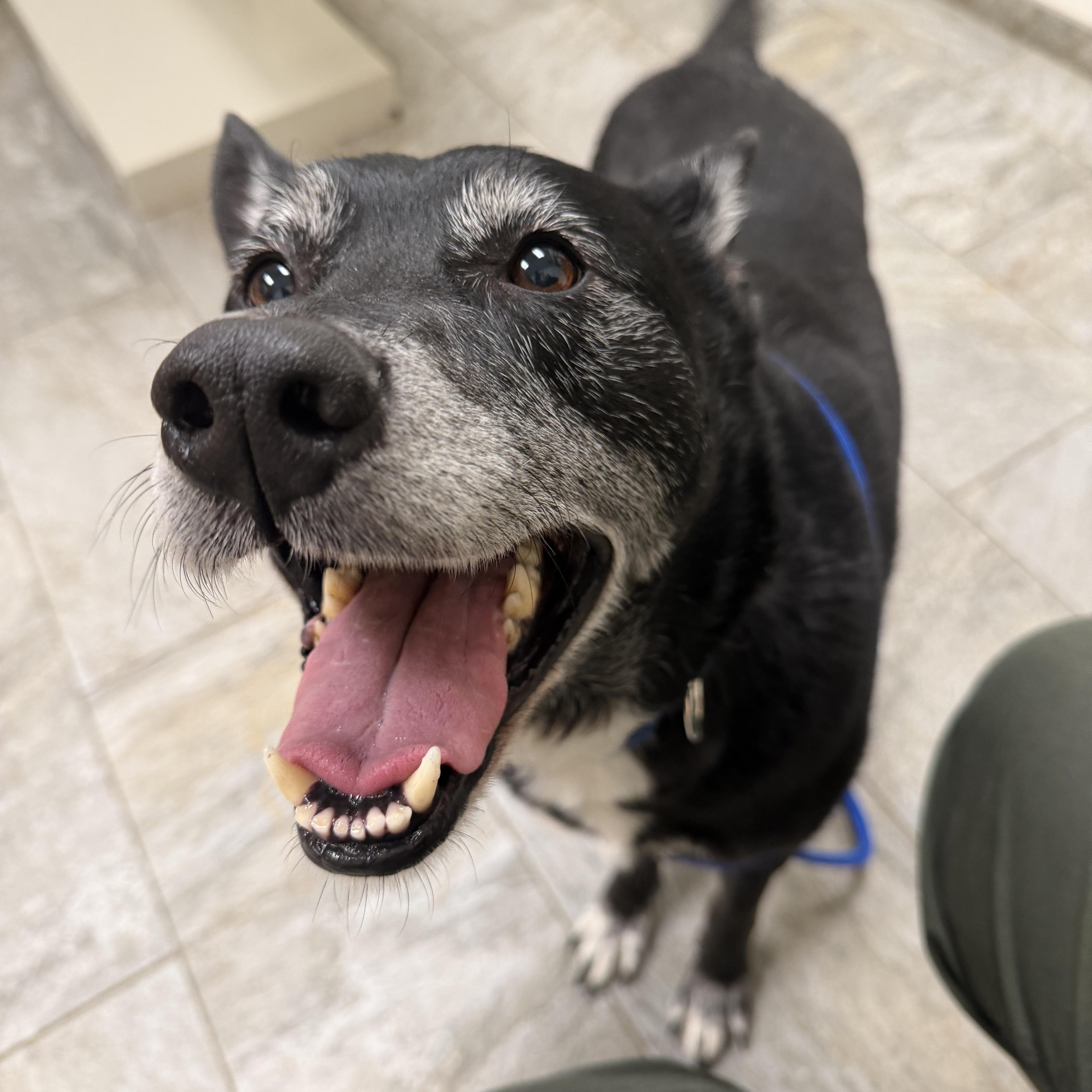 Buddy, a Adoptable mixed breed in Lebanon, CT image 1/5