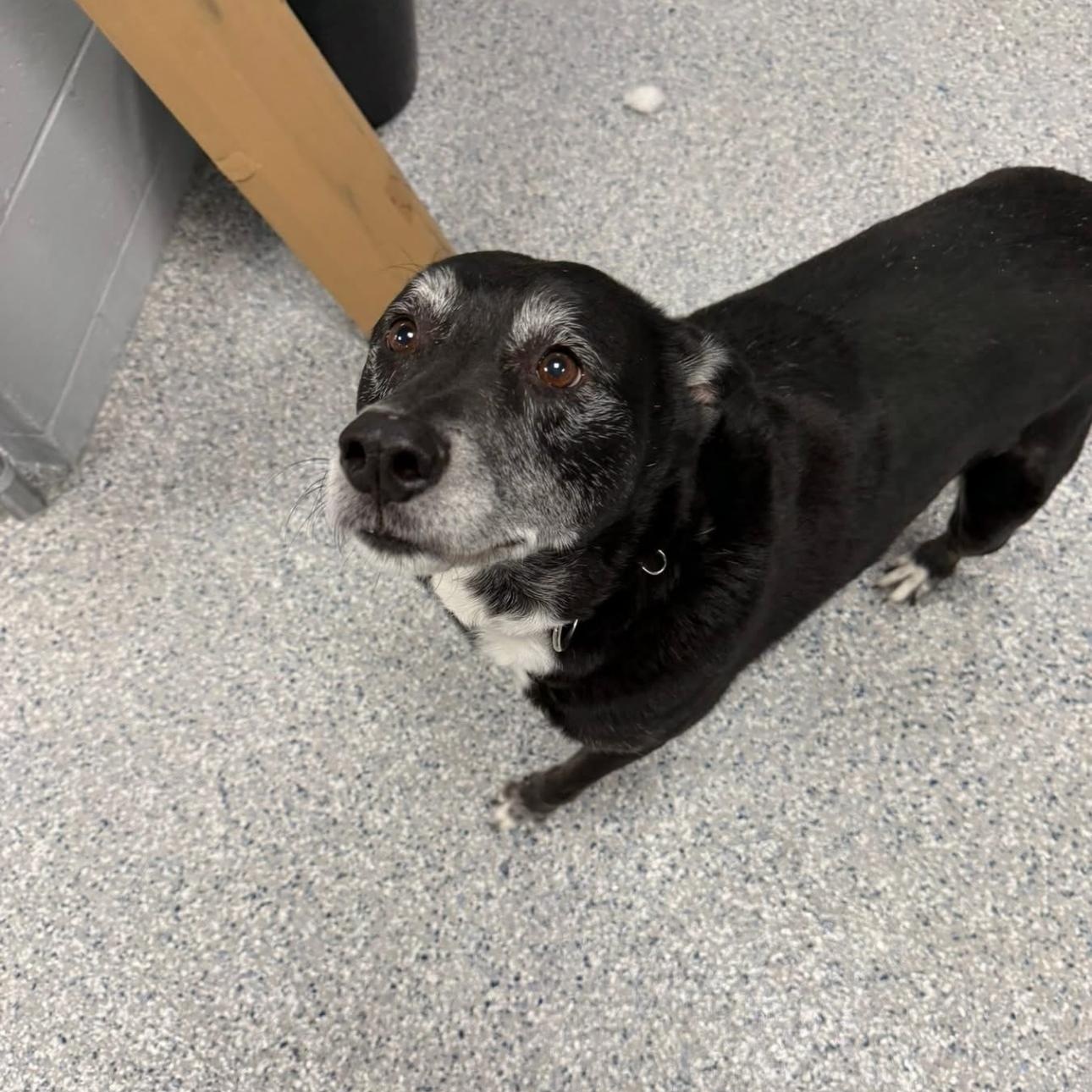 Buddy, a Adoptable mixed breed in Lebanon, CT image 4/5