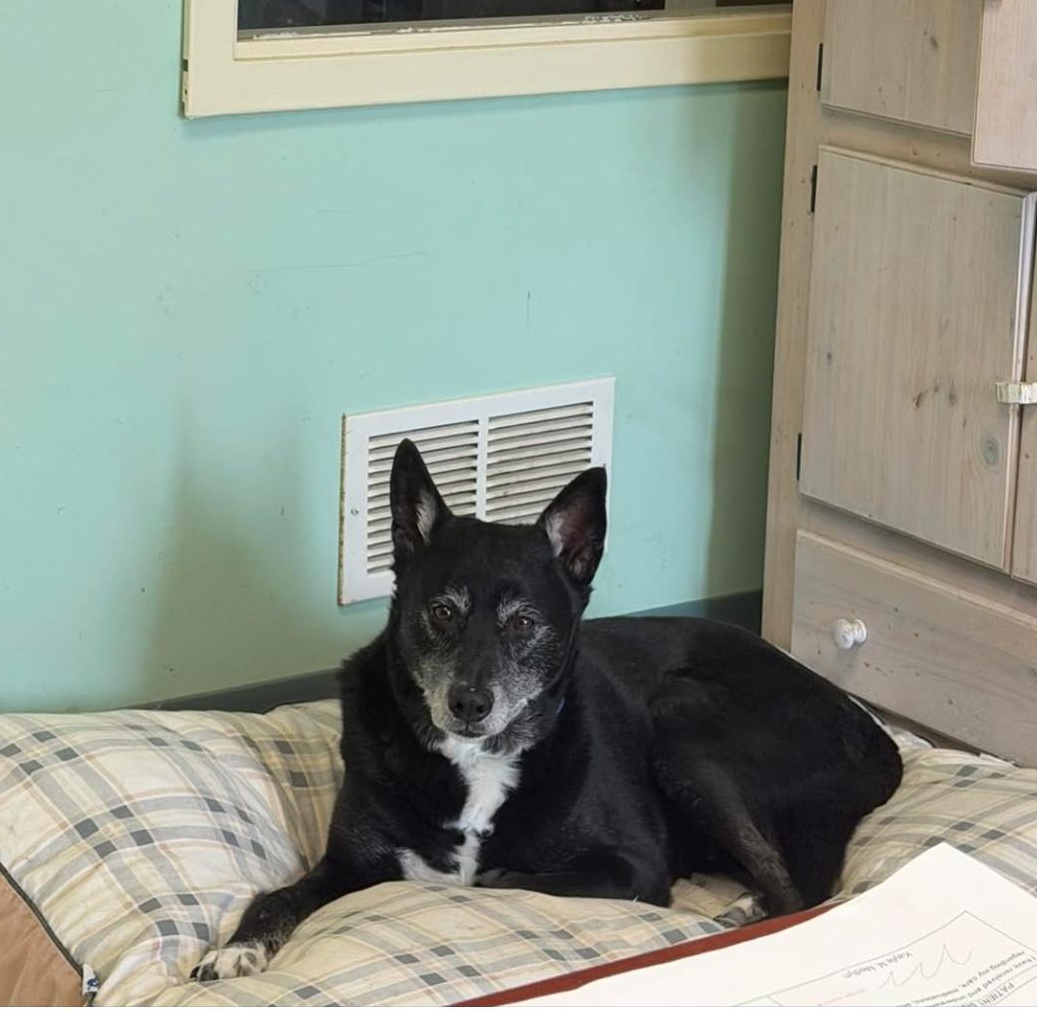 Buddy, a Adoptable mixed breed in Lebanon, CT image 2/5