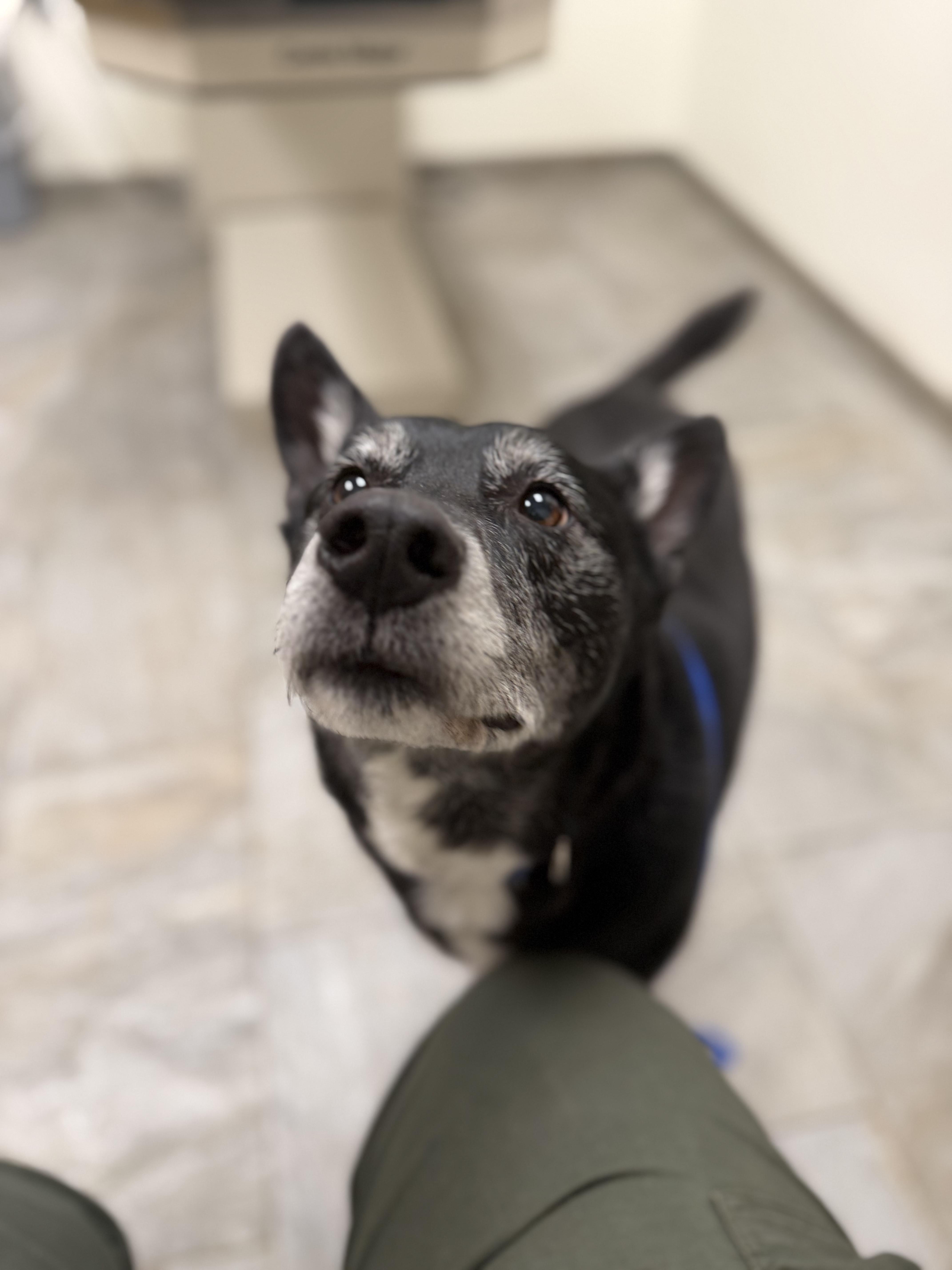 Buddy, a Adoptable mixed breed in Lebanon, CT image 3/5