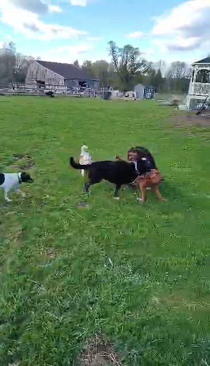 Enlarge Buddy, a Adoptable mixed breed in Lebanon, CT video 5/5