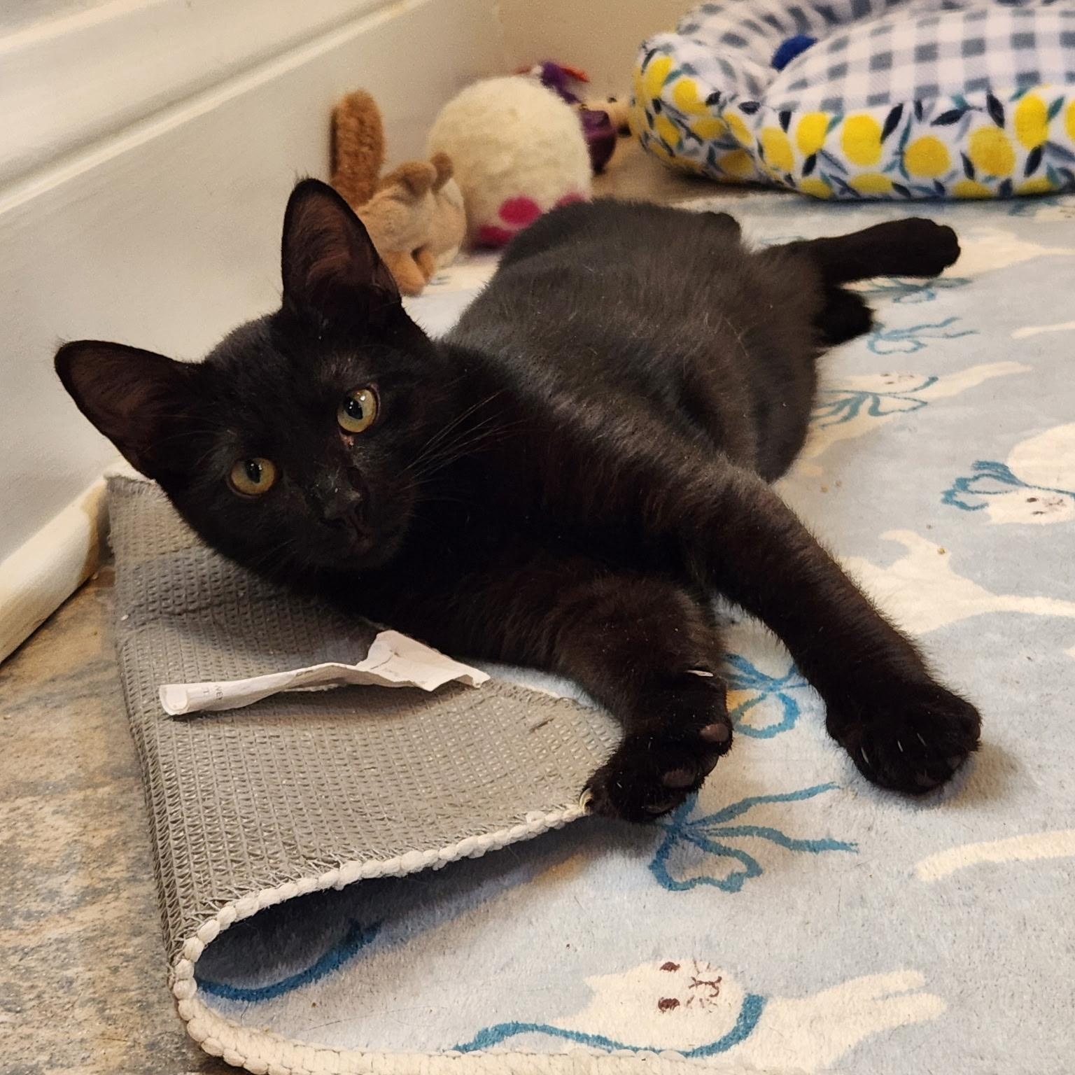 Enlarge Octavia, a Adoptable Domestic Short Hair in Akron, OH image 1/1