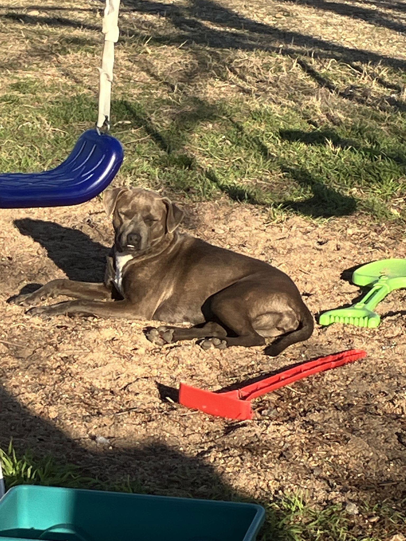 Enlarge Maisy, a Adoptable mixed breed in Thorndale, TX image 1/3