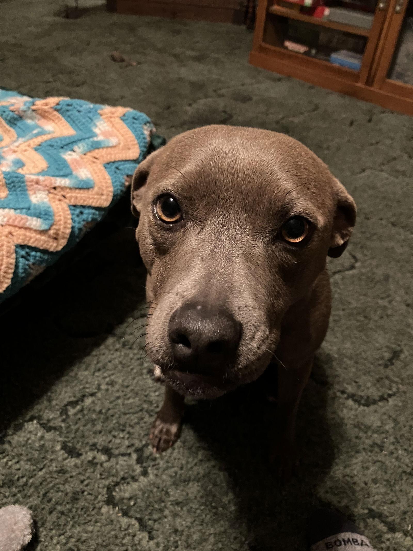 Enlarge Maisy, a Adoptable mixed breed in Thorndale, TX image 2/3