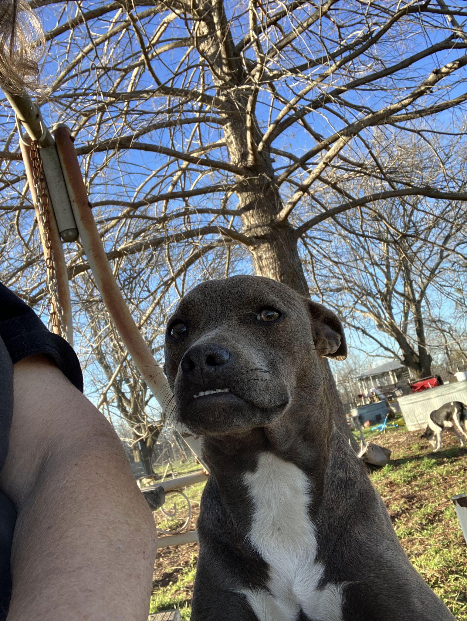 Enlarge Maisy, a Adoptable mixed breed in Thorndale, TX image 3/3