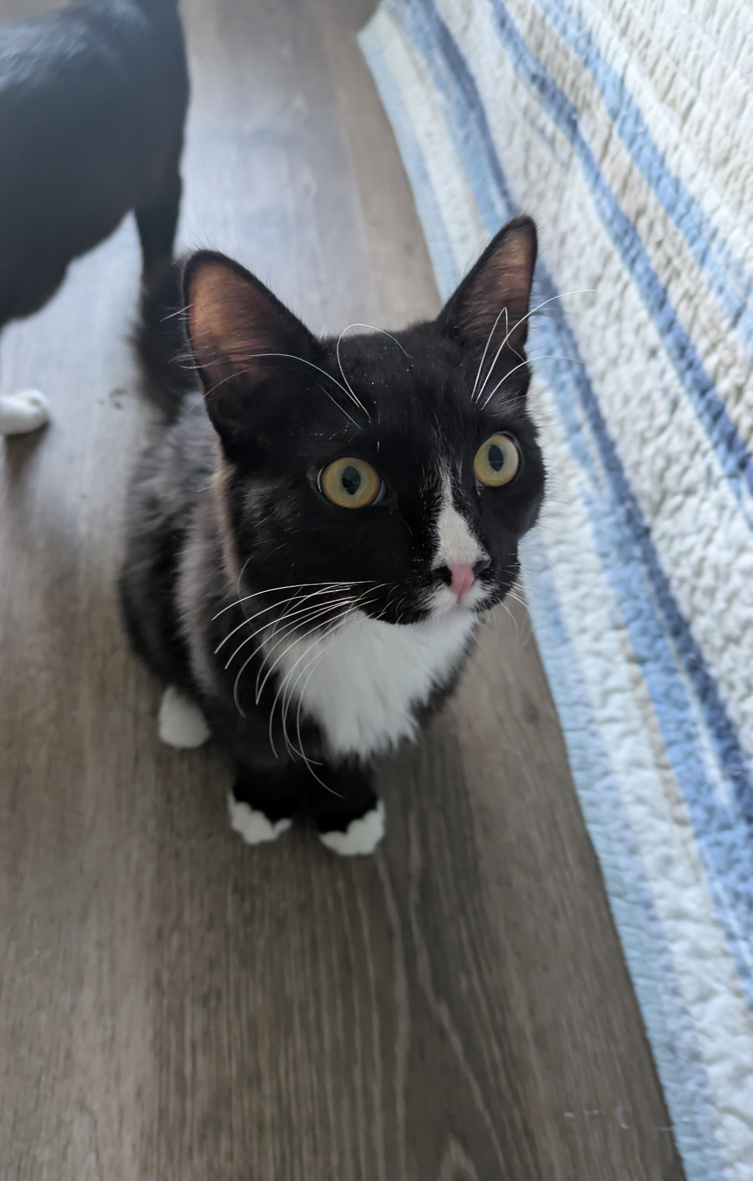 Sage, ADOPTABLE, Adult Male Domestic Short Hair.