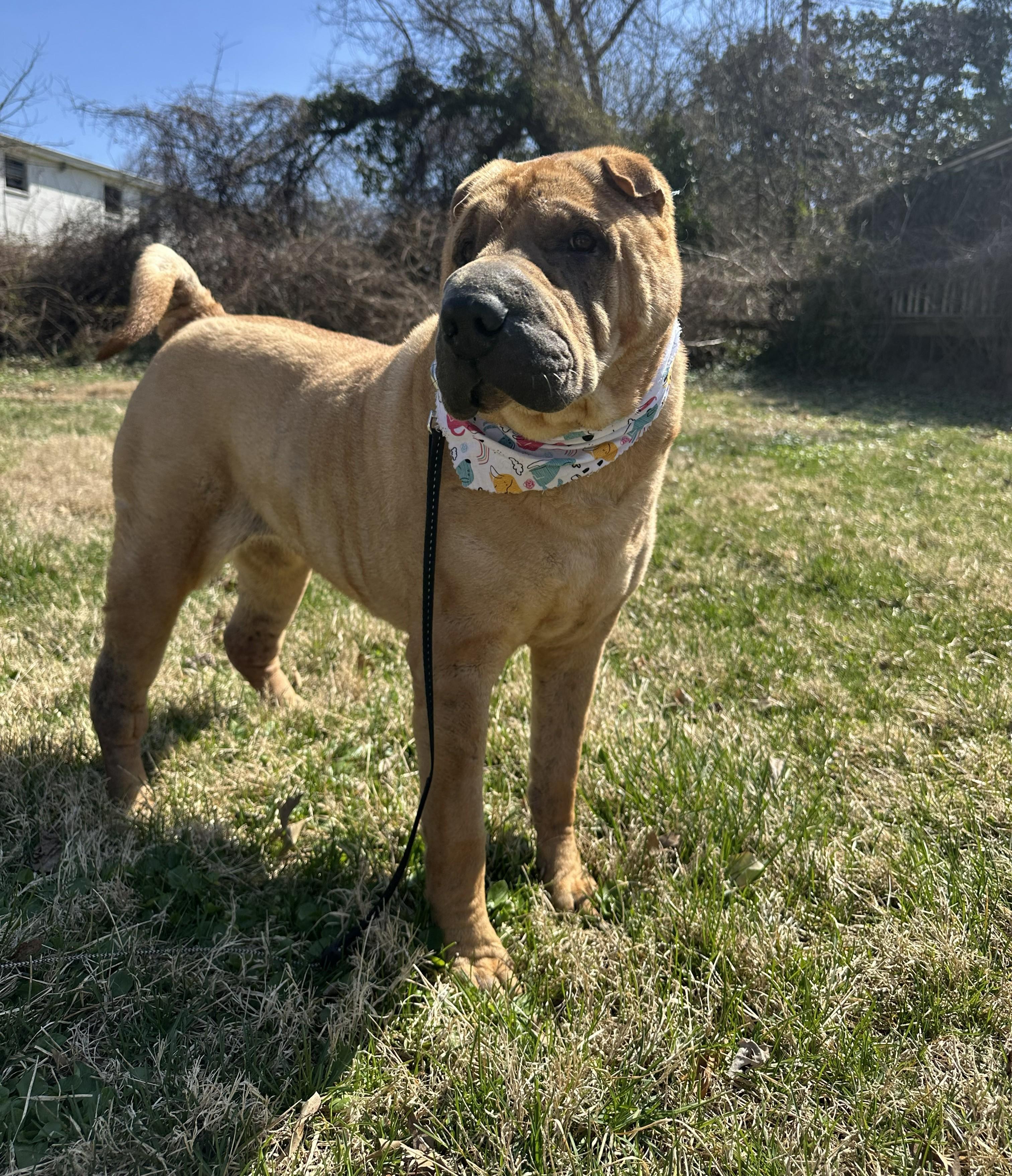 Enlarge Snoozie, an adoptable Shar-Pei in Severn, MD image 1/5