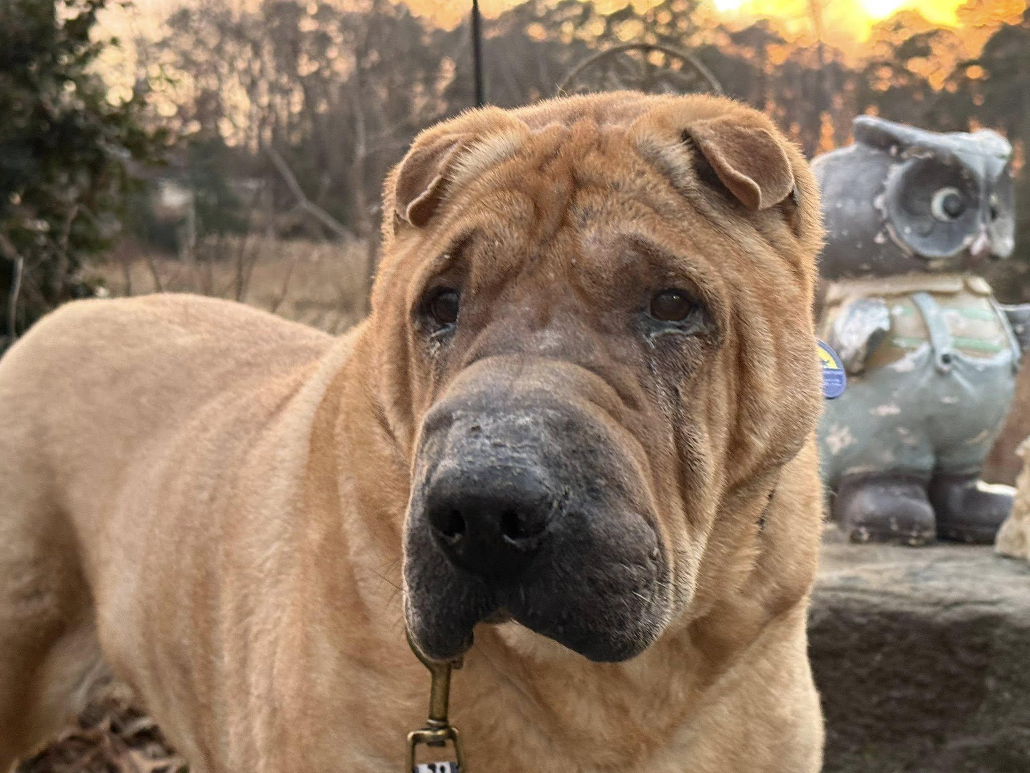 Enlarge Snoozie, an adoptable Shar-Pei in Severn, MD image 1/6