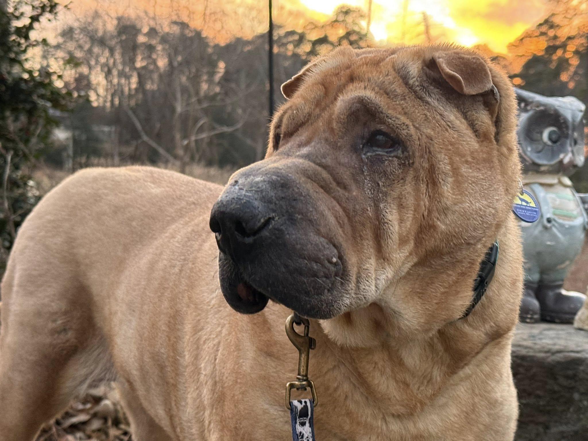 Snoozie, adoptable, Senior Female Shar-Pei.