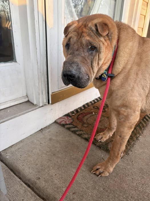 Enlarge Snoozie, an adoptable Shar-Pei in Severn, MD image 2/6