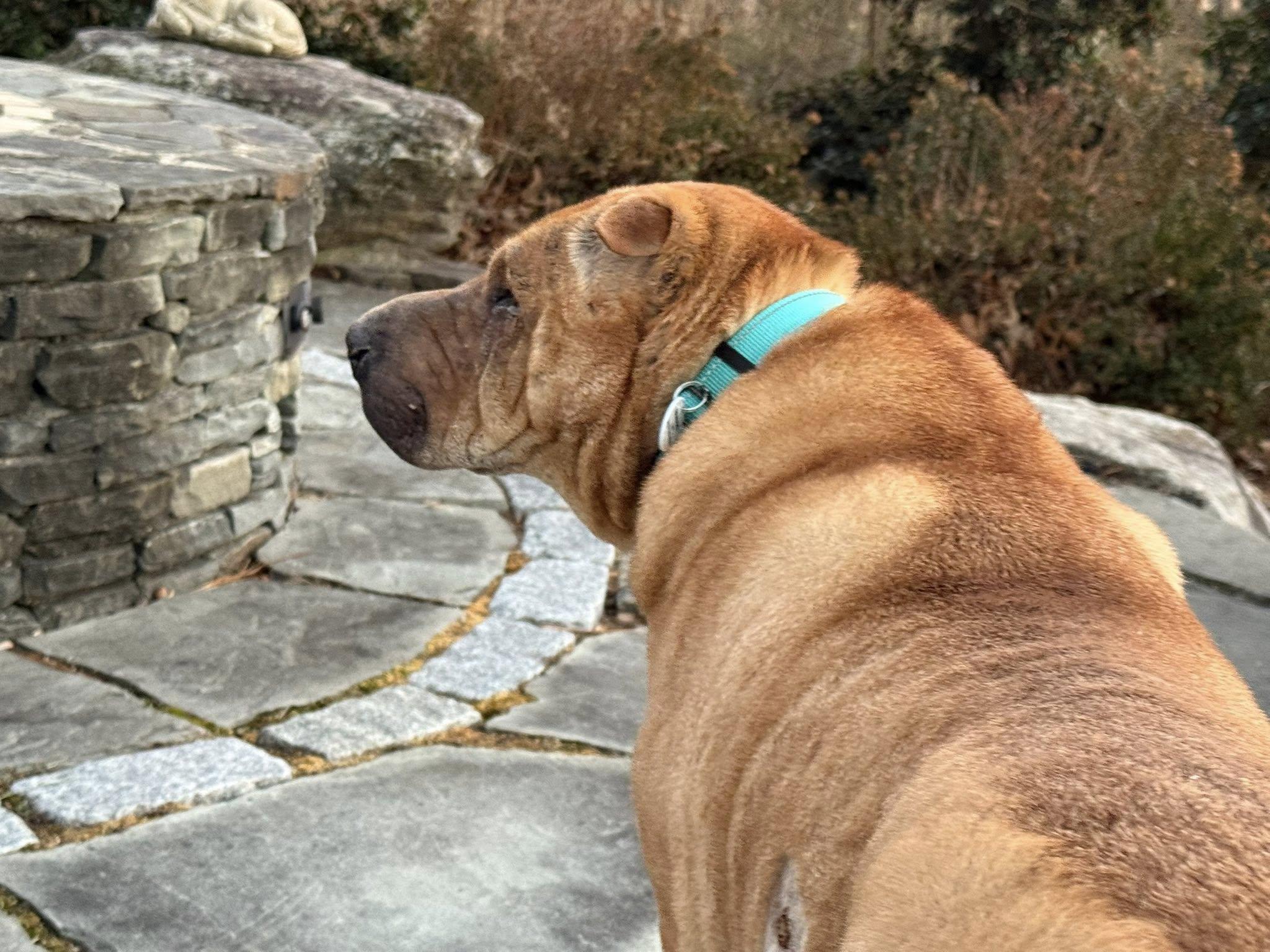 Enlarge Snoozie, an adoptable Shar-Pei in Severn, MD image 6/6